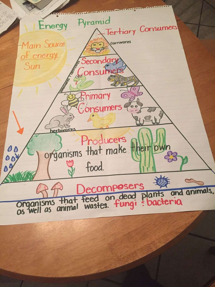 15 Energy Pyramid Worksheet 4Th Grade Teaching Energy 5th Grade 