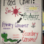 Anchor Chart For Food Chain 3rd Grade Science Anchor Charts Teaching