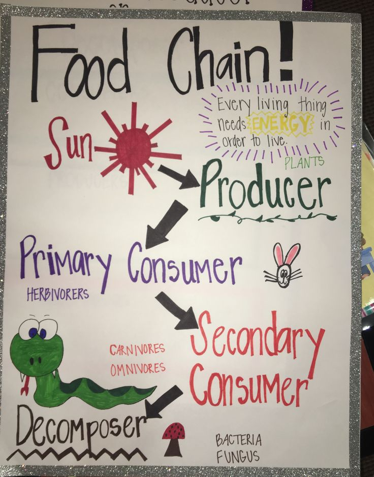 Anchor Chart For Food Chain 3rd Grade Science Anchor Charts Teaching 