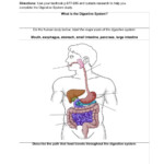 Digestive System Worksheet High School