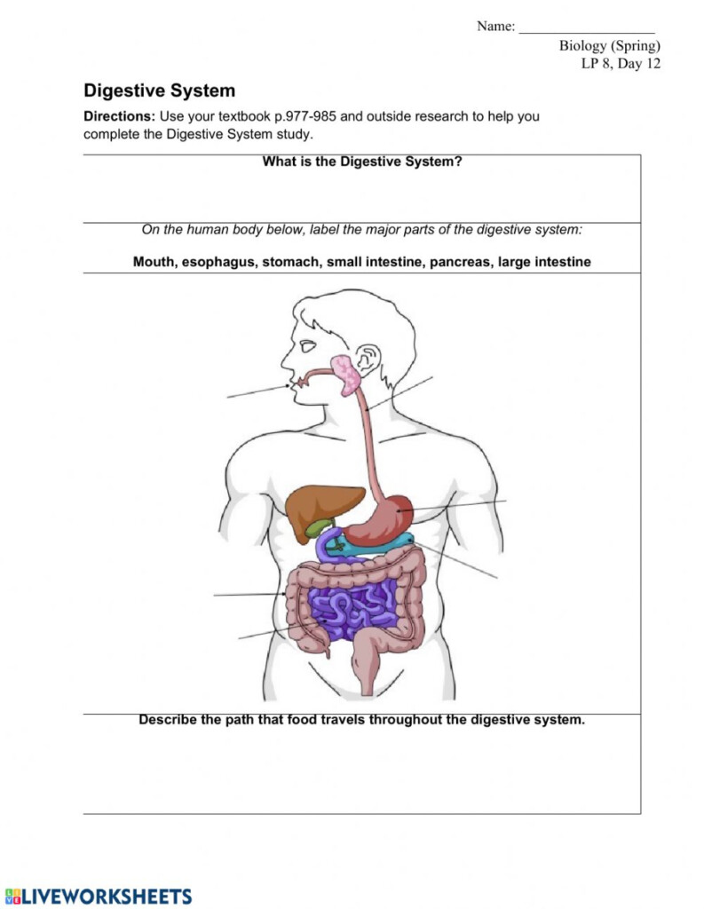 Digestive System Worksheet High School