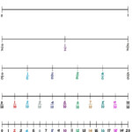 Fraction Number Line For Undertstanding Fractions