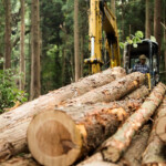 Logging And Its Effect On The Ecosystem Sciencing