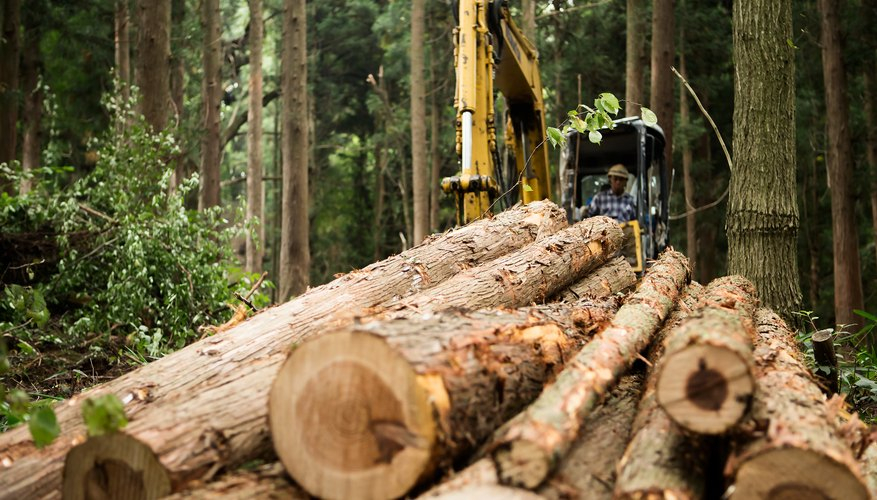 Logging And Its Effect On The Ecosystem Sciencing