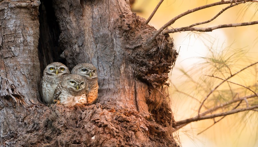 Places Where Owls Live Sciencing